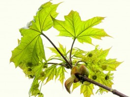 artar paltinul de camp acer platanoides