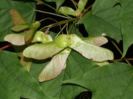 artar paltinul de camp acer platanoides
