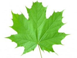 frunza acer platanoides artar