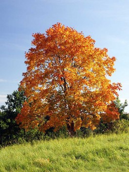 artar paltinul de camp acer platanoides