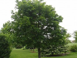 artar paltinul de camp acer platanoides
