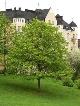 artar paltinul de camp acer platanoides