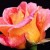 Trandafiri poze – 35 imagini superbe cu flori de trandafiri