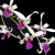 51 imagini deosebite cu flori de ORHIDEE