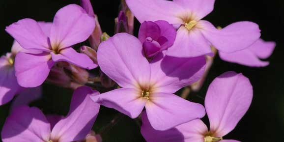 poze imagini Flori de gradina parfumate micsunele micsuneaua micsandra matthiola incana
