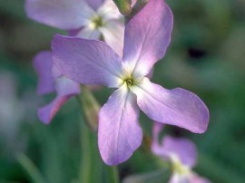 poze imagini Flori parfumate pentru gradina micsuneaua mixandra matthiola incana