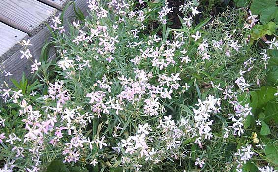 poze imagini cu un Camp cu flori albe micsunele mixandre matthiola incana