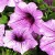 Petunia – floare ideala pentru gradini,  balcoane si terase