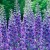 Nemtisorii – Delphinium – flori ideale pentru gradinile rustice
