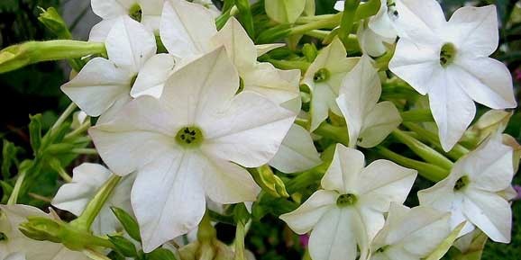 flori de gradina albe parfumate