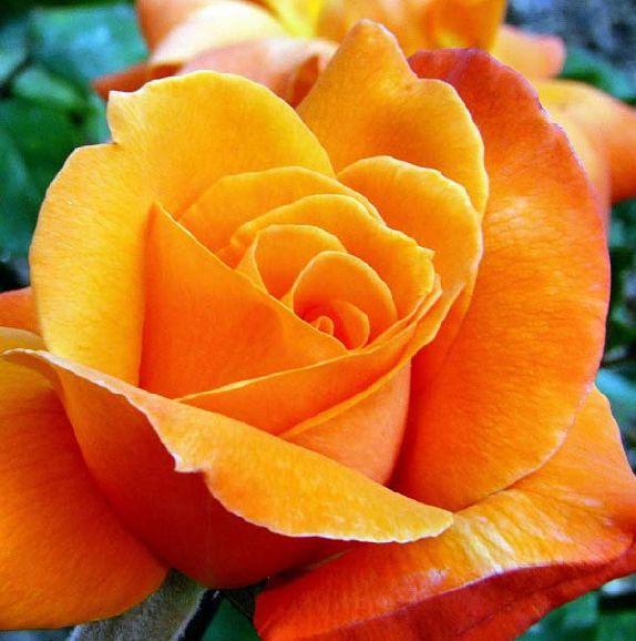 poze imagini cu flori cei mai frumosi trandafiri