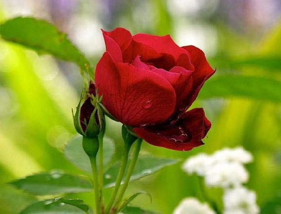 poze imagini cu trandafiri cele mai frumoase flori