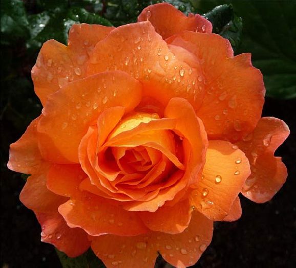 poze imagini cu flori cei mai frumosi trandafiri