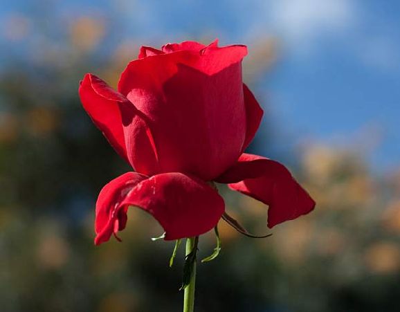 poze imagini cu flori cei mai frumosi trandafiri