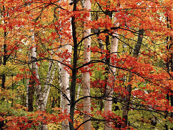 fotografii frumoase natura superba