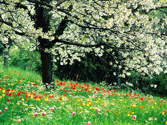 fotografii frumoase natura superba