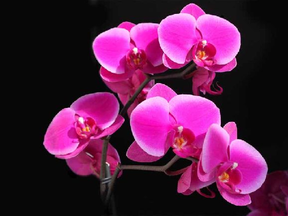 poze imagini orhidee cele mai frumoase flori exotice