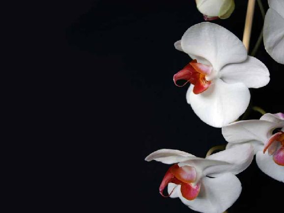 poze imagini orhidee cele mai frumoase flori exotice