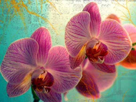 poze imagini orhidee cele mai frumoase flori exotice