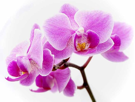 poze imagini orhidee cele mai frumoase flori exotice