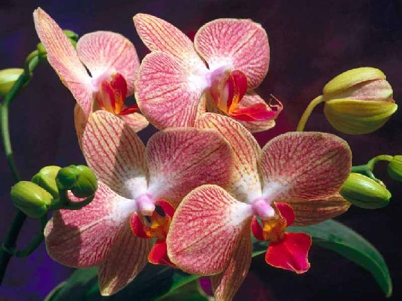 poze imagini orhidee cele mai frumoase flori exotice