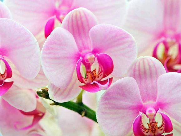 poze imagini orhidee cele mai frumoase flori exotice