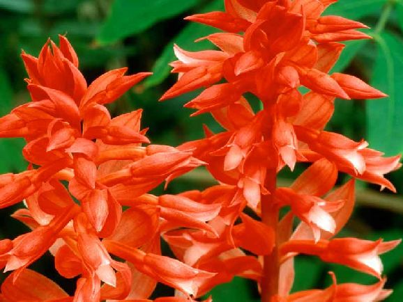 poze imagini orhidee cele mai frumoase flori exotice