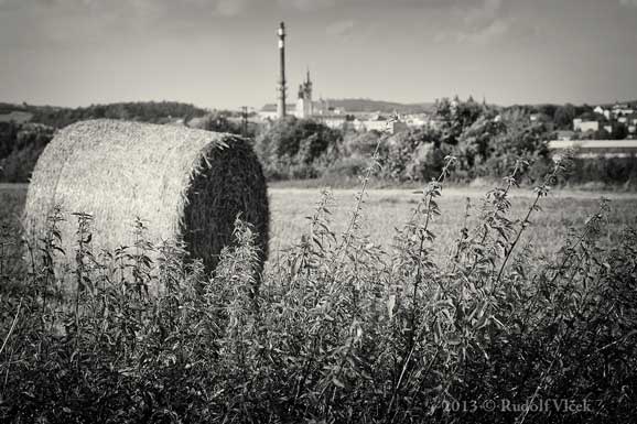 peisaj de vara alb negru camp cu flori