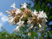 abelia-grandiflora-abelie-plante-flori-gradina-1