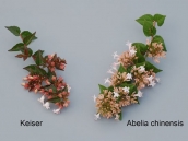 abelia-grandiflora-chinensis-abelie-plante-flori-gradina-1