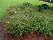 abelia-grandiflora-chinensis-abelie-plante-flori-gradina-10