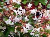 abelia-grandiflora-chinensis-abelie-plante-flori-gradina-11