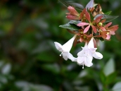 abelia-grandiflora-chinensis-abelie-plante-flori-gradina-12