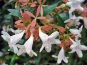 abelia-grandiflora-chinensis-abelie-plante-flori-gradina-2