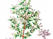 abelia-grandiflora-chinensis-abelie-plante-flori-gradina-3