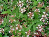 abelia-grandiflora-chinensis-abelie-plante-flori-gradina-4