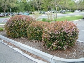 abelia-grandiflora-chinensis-abelie-plante-flori-gradina-5
