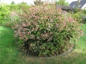 abelia-grandiflora-chinensis-abelie-plante-flori-gradina-6