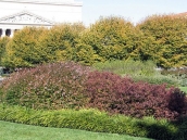 abelia-grandiflora-chinensis-abelie-plante-flori-gradina-7