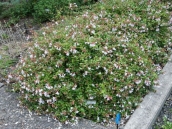 abelia-grandiflora-chinensis-abelie-plante-flori-gradina-9
