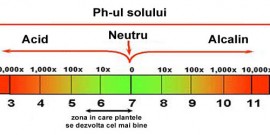 Identificarea tipului de sol – Testul de aciditate sau Ph-ul