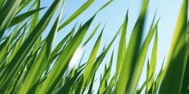 Gazon iarba – principalele soiuri de seminte