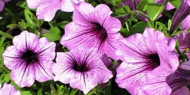 Petunia – floare ideala pentru gradini,  balcoane si terase