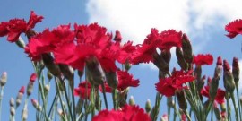 Garoafa–Garofitele-Dianthus-Florile lui Zeus